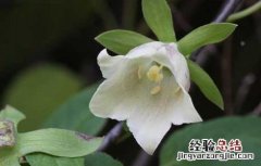 党参种子种植方法 党参种子播种方法