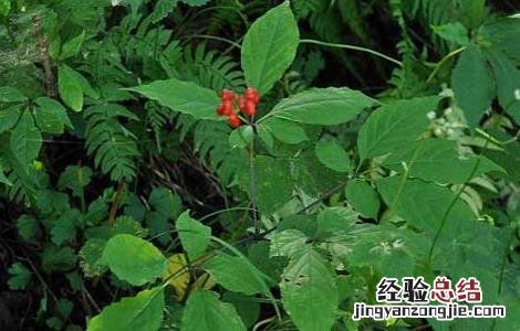 人参的产地分布 人参主要的产地
