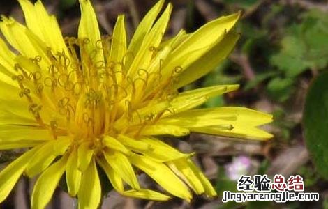 蒲公英的花语和传说英语 蒲公英的花语和传说