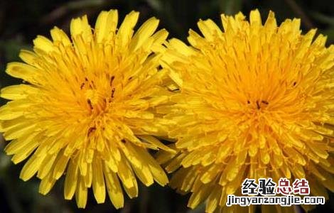 蒲公英的花语和传说英语 蒲公英的花语和传说