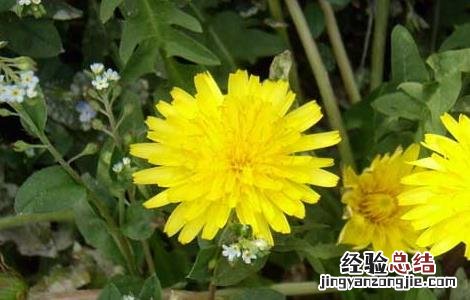 蒲公英的花语和传说英语 蒲公英的花语和传说
