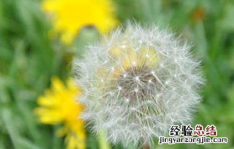 蒲公英的花语和传说英语 蒲公英的花语和传说