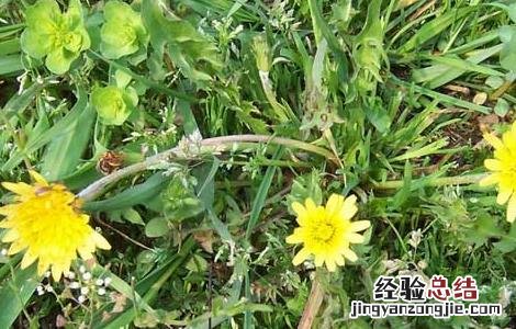 蒲公英的资料大全《几句话》 蒲公英的资料大全