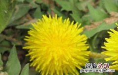蒲公英的资料大全《几句话》 蒲公英的资料大全