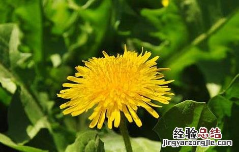 蒲公英的资料大全《几句话》 蒲公英的资料大全