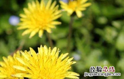蒲公英的资料大全《几句话》 蒲公英的资料大全