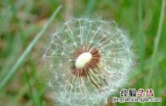 蒲公英的特点有哪些写作文 蒲公英的特点有哪些