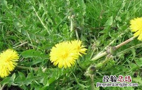 蒲公英的特点有哪些写作文 蒲公英的特点有哪些
