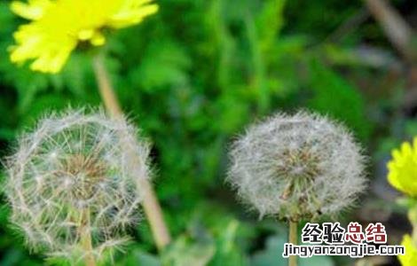 蒲公英的特点有哪些写作文 蒲公英的特点有哪些