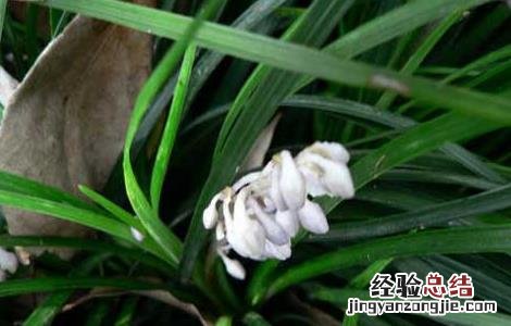 麦冬的产地分布图 麦冬的产地分布