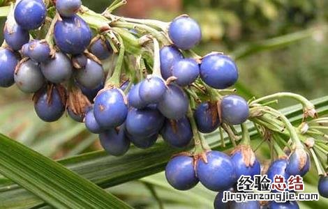 麦冬的产地分布图 麦冬的产地分布