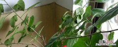 桑叶是什么季节 桑叶是什么