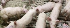 养猪可以占用基本农田吗 养猪可以占用基本农田吗有补贴吗
