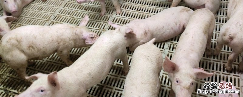 养猪可以占用基本农田吗 养猪可以占用基本农田吗有补贴吗