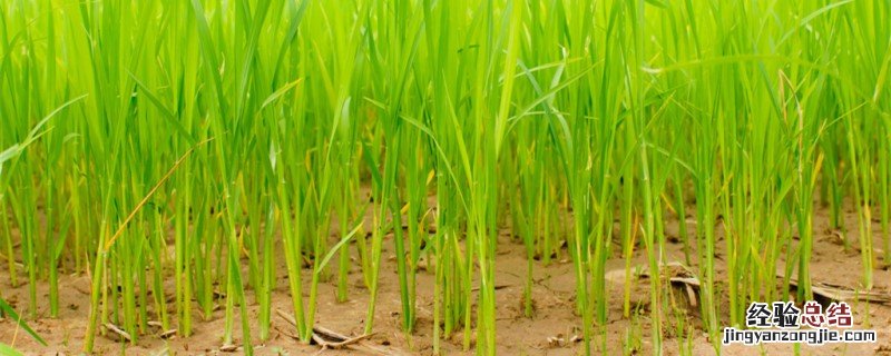 水稻灌浆期最怕什么农药 水稻灌浆期打什么药