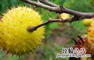刺梨头的功效和作用 刺梨头刺梨的功效与作用