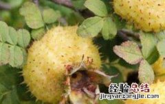 刺梨头的功效和作用 刺梨头刺梨的功效与作用