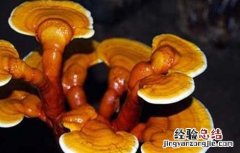 灵芝盆景的制作方法 灵芝盆景的制作和养护