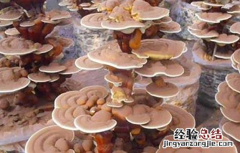 灵芝盆景的制作方法 灵芝盆景的制作和养护