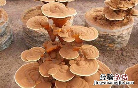 灵芝盆景的制作方法 灵芝盆景的制作和养护