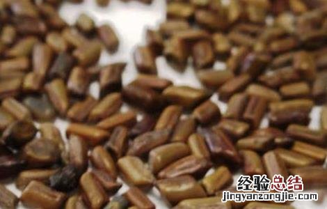 决明子的产地分布 决明子的来源栽培产地加工