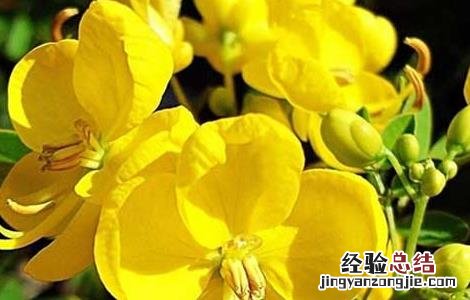 决明子的产地分布 决明子的来源栽培产地加工