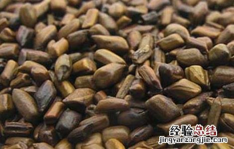 决明子的产地分布 决明子的来源栽培产地加工