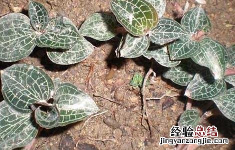 金线莲种殖 金线莲繁殖技术