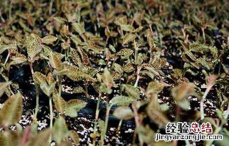 金线莲种殖 金线莲繁殖技术