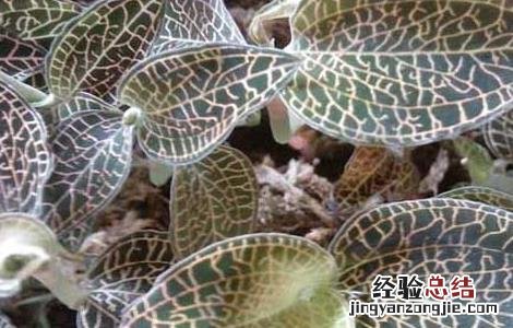 金线莲种殖 金线莲繁殖技术