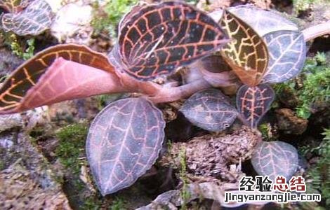 金线莲种殖 金线莲繁殖技术