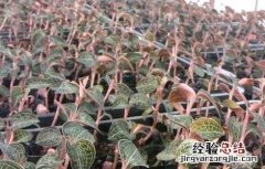 金线莲的产地分布 金线莲的主要产地