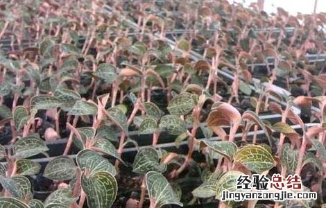 金线莲的产地分布 金线莲的主要产地