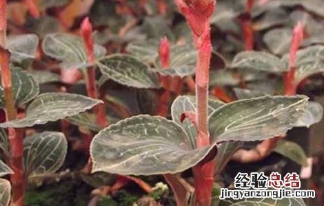 金线莲的产地分布 金线莲的主要产地