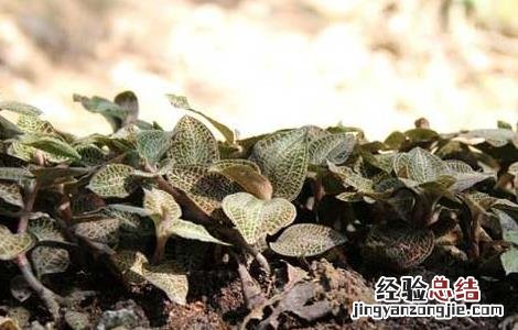 金线莲的产地分布 金线莲的主要产地