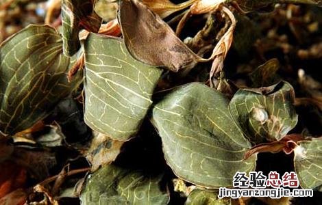 金线莲的产地分布 金线莲的主要产地