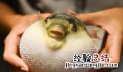 甲亢可以吃河豚吗 甲亢能吃河豚吗