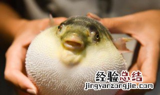 甲亢可以吃河豚吗 甲亢能吃河豚吗
