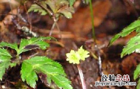 黄连木的繁殖方法 黄连的繁殖方法