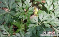 黄连木的繁殖方法 黄连的繁殖方法