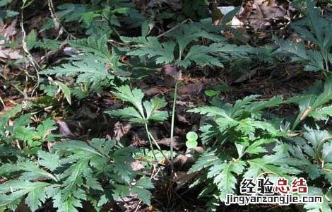 黄连木的繁殖方法 黄连的繁殖方法