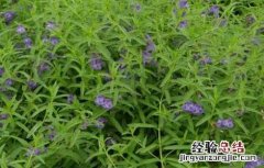 黄芩的产地分布在哪里 黄芩的产地分布