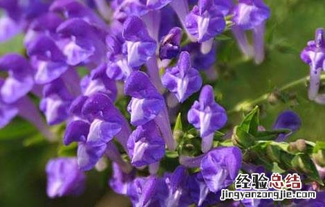 黄芩的产地分布在哪里 黄芩的产地分布