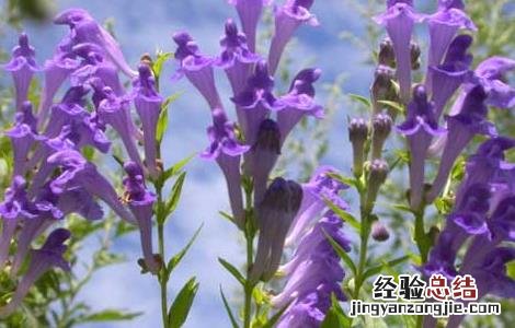 黄芩适应在什么地方生长 黄芩的生长习性