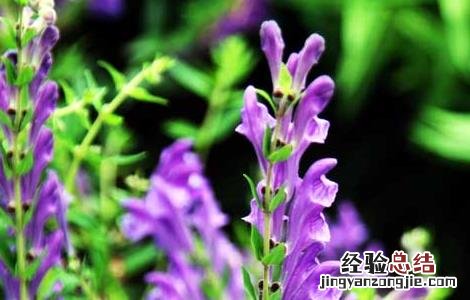 黄芩的繁殖方法 黄芩的繁殖方法视频