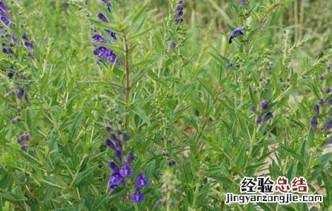 黄芩的繁殖方法 黄芩的繁殖方法视频