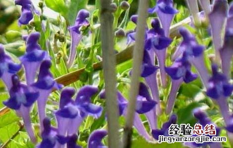 黄芩的繁殖方法 黄芩的繁殖方法视频