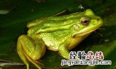 田鸡的功效与作用 田鸡有什么功效与作用
