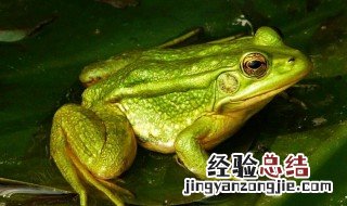 田鸡的功效与作用 田鸡有什么功效与作用