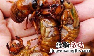 知了猴是发物吗 知了猴属于发物吗